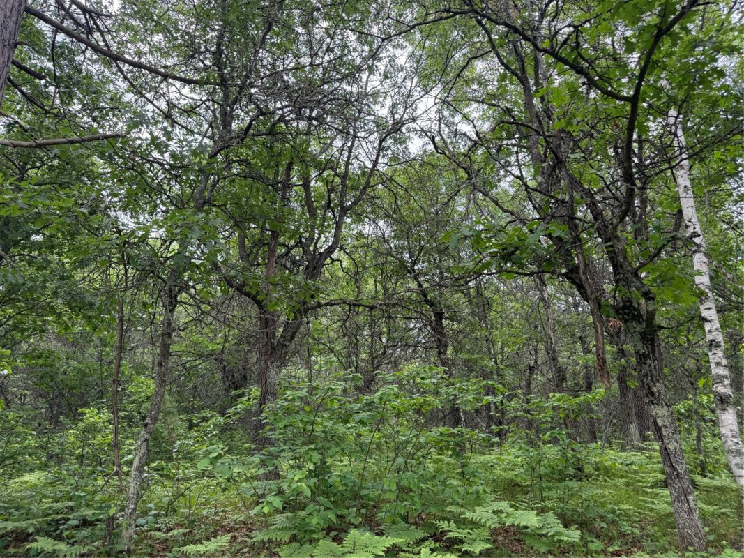 Lot 53 Wilderness Court, Barnes WI 54873 - Land house for sale - MLS #1600937 - image2