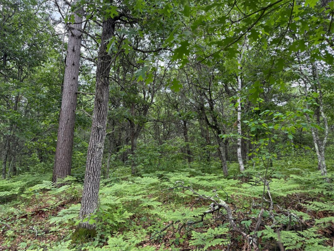 Lot 53 Wilderness Court, Barnes WI 54873 - Land house for sale - MLS #1600937 - image3