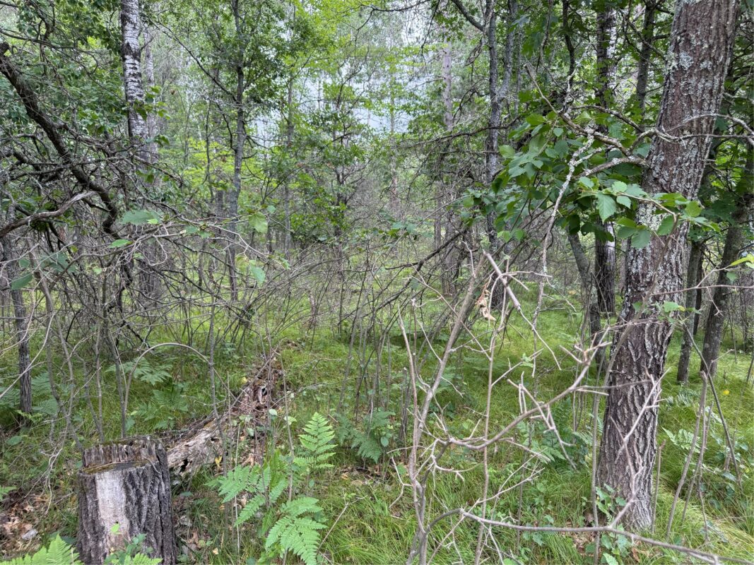 Lot 56 George Lake Road, Barnes WI 54873 - Land house for sale - MLS #1603502 - image4