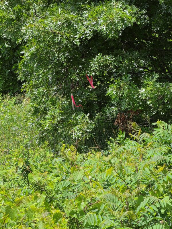Lot 7 & 8 370th Avenue, Elk Mound WI 54739 - Land house for sale - MLS #1601390 - image16