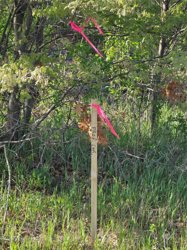 Lot 7 & 8 370th Avenue, Elk Mound WI 54739 - Land house for sale - MLS #1601390 - image17