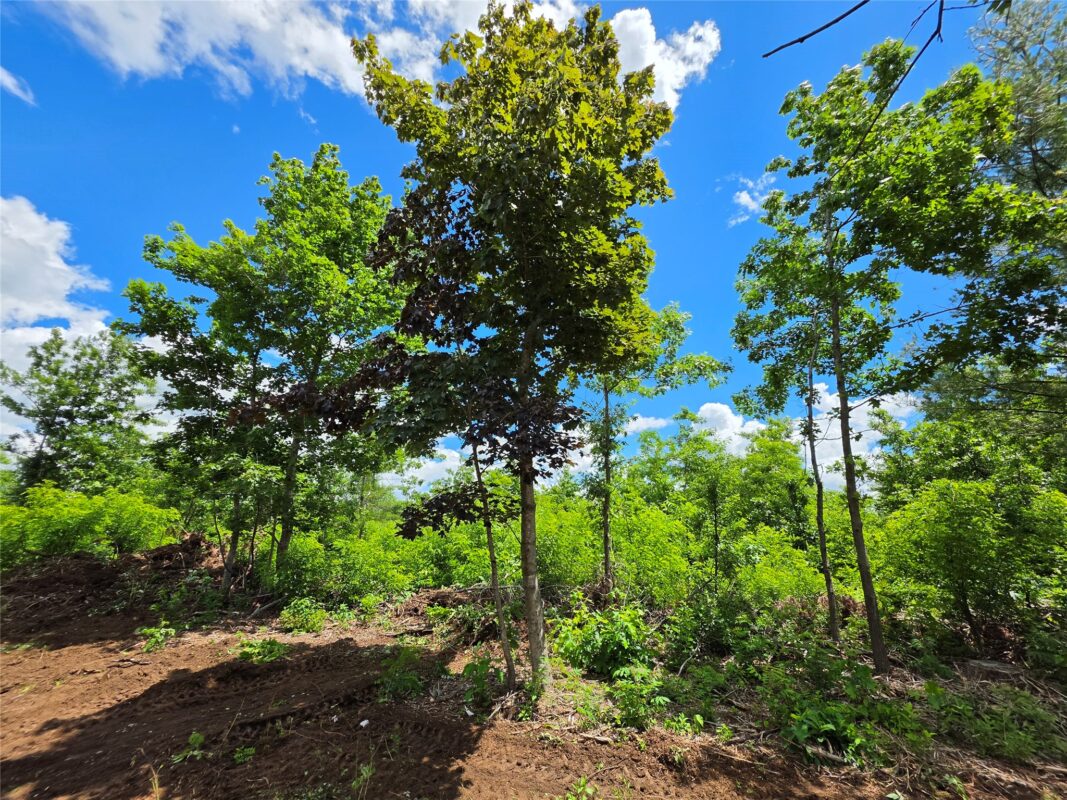 Lot 7 & 8 370th Avenue, Elk Mound WI 54739 - Land house for sale - MLS #1601390 - image10