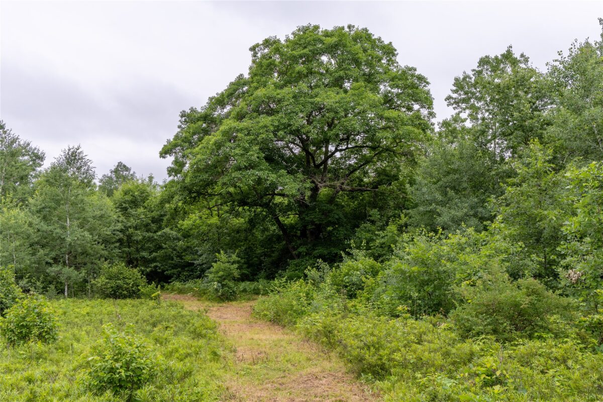 N1297 CTH E, Bruce WI 54819 - Land house for sale - MLS #1602906 - image9