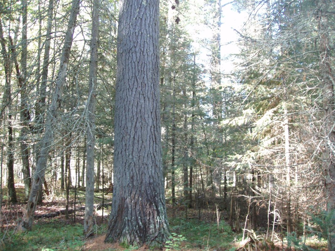 N15671 Evergreen Road, Park Falls WI 54552 - Land house for sale - MLS #1599623 - image9