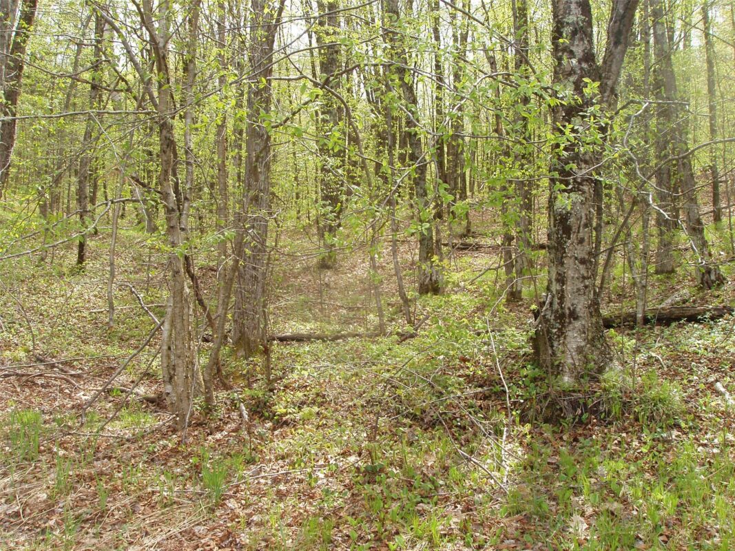 N16473 Patterson Lake Road, Park Falls WI 54552 - Land house for sale - MLS #1603551 - image2