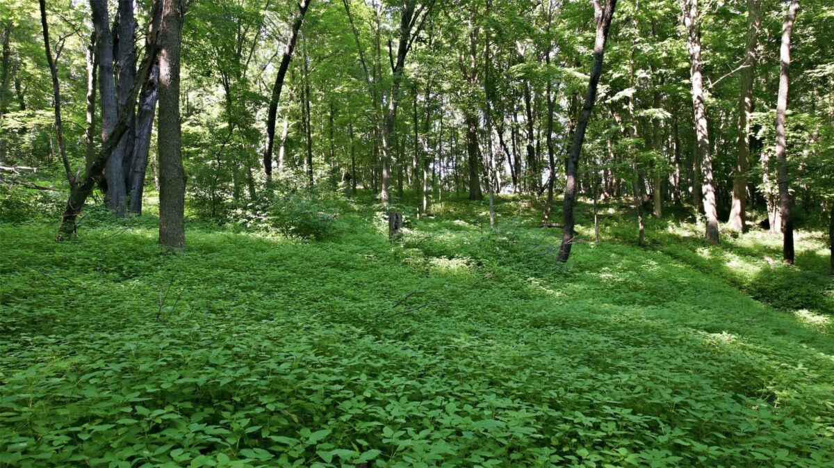 N44681 Hawkenson Valley Road, Eleva WI 54738 - Residential house for sale - MLS #1602782 - image23