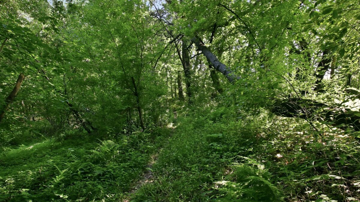 N44681 Hawkenson Valley Road, Eleva WI 54738 - Residential house for sale - MLS #1602782 - image38