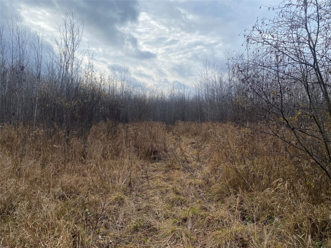 Near Timber Road, Catawba WI 54515 - Land house for sale - MLS #1599135 - image2