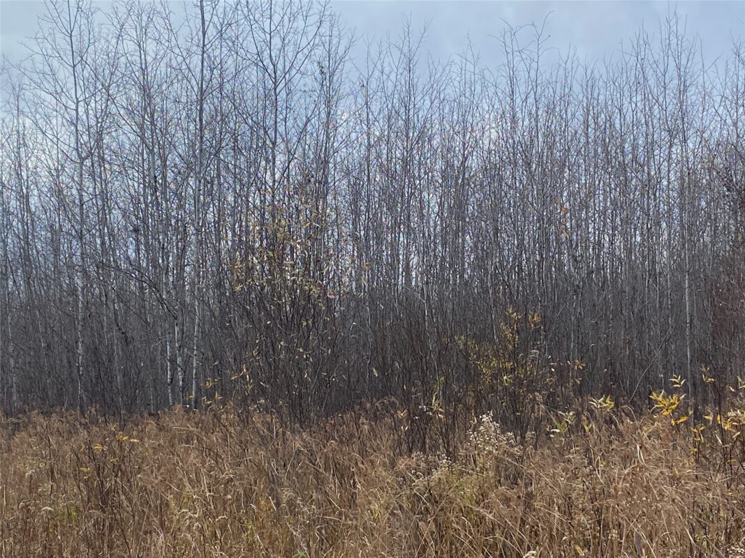Near Timber Road, Catawba WI 54515 - Land house for sale - MLS #1599135 - image5