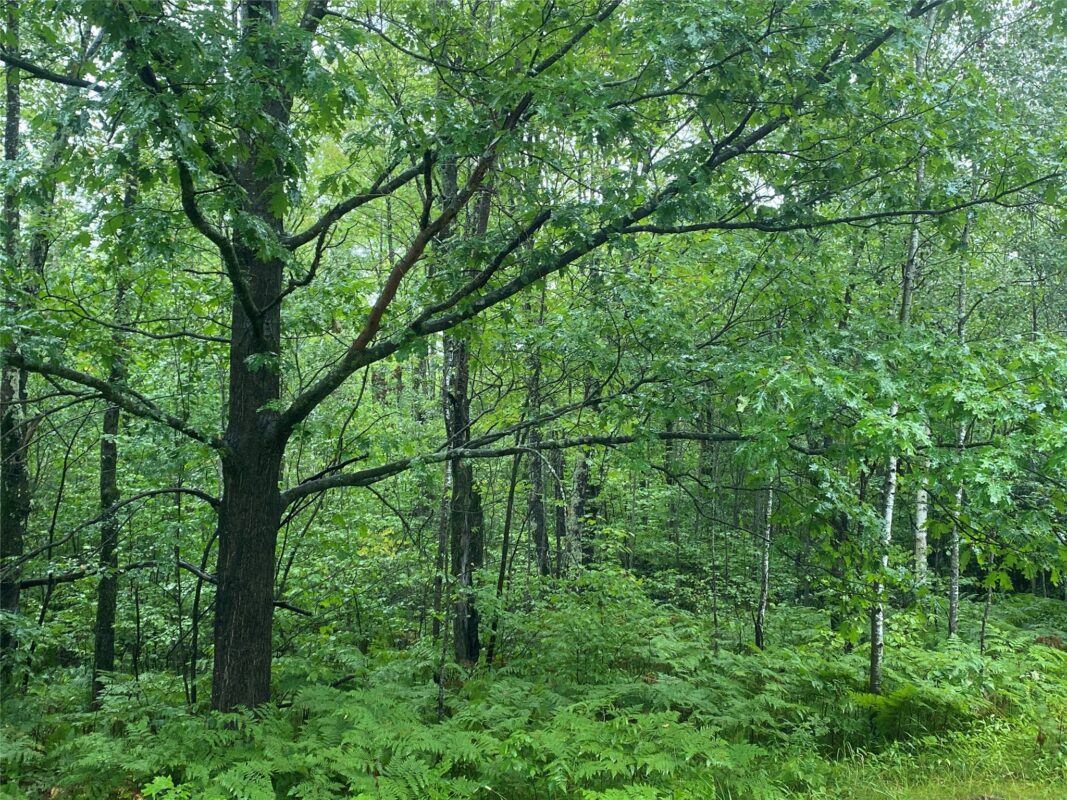 ON Pennington Road, Prentice WI 54556 - Land house for sale - MLS #1599132 - image6