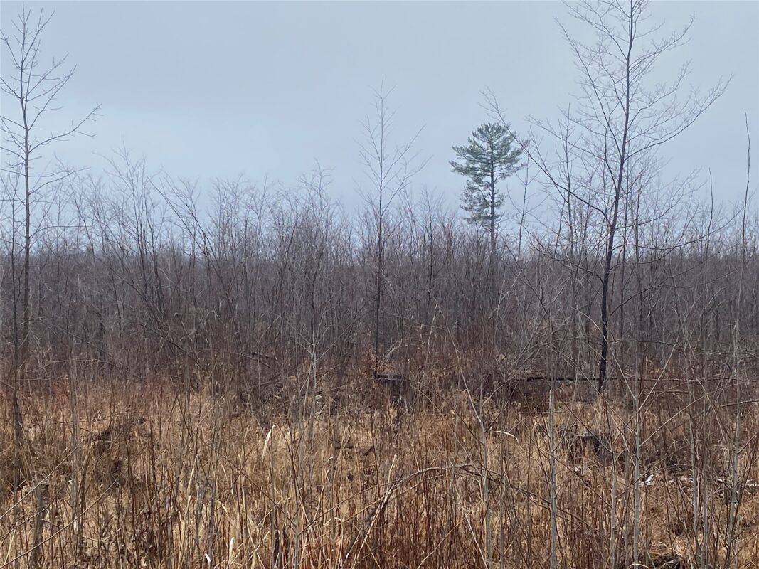 ON Shauger Road, Ogema WI 54459 - Land house for sale - MLS #1600555 - image5