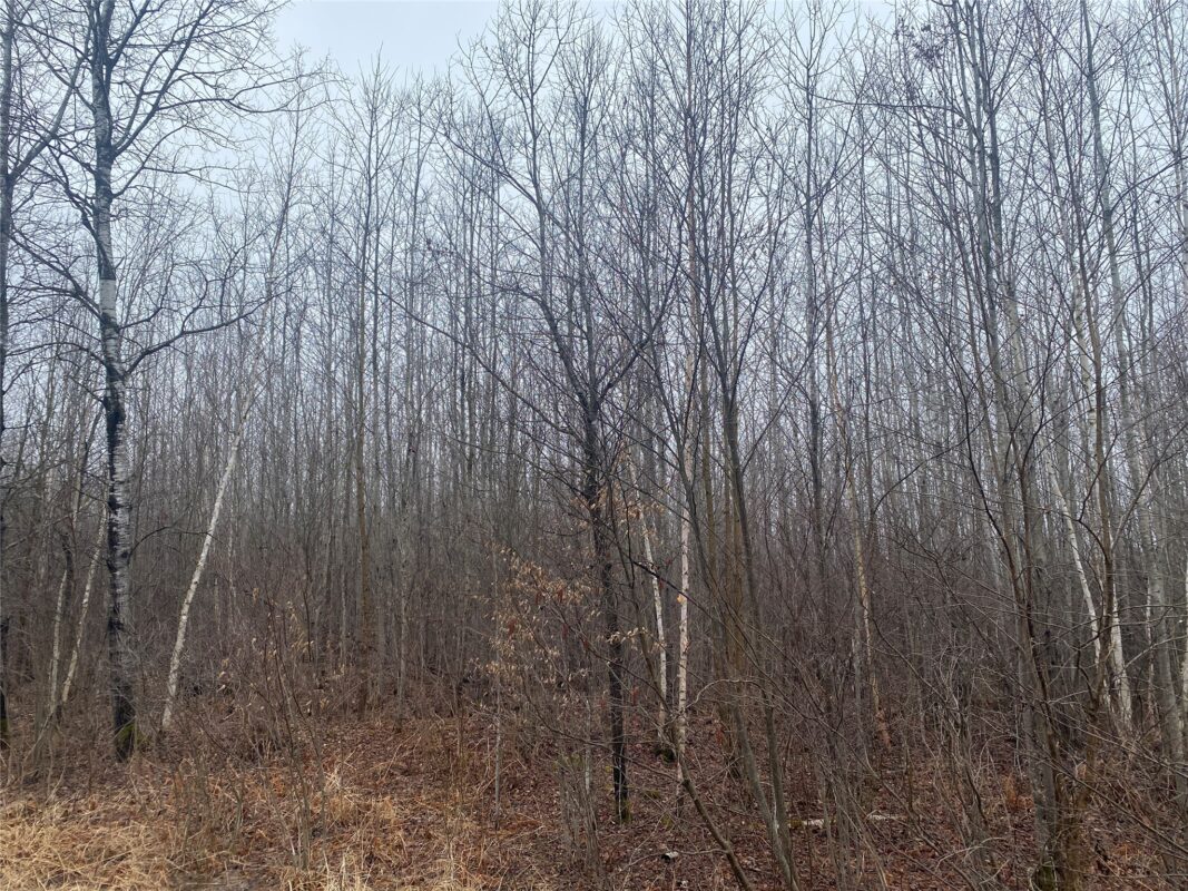 ON Shauger Road, Ogema WI 54459 - Land house for sale - MLS #1600555 - image6