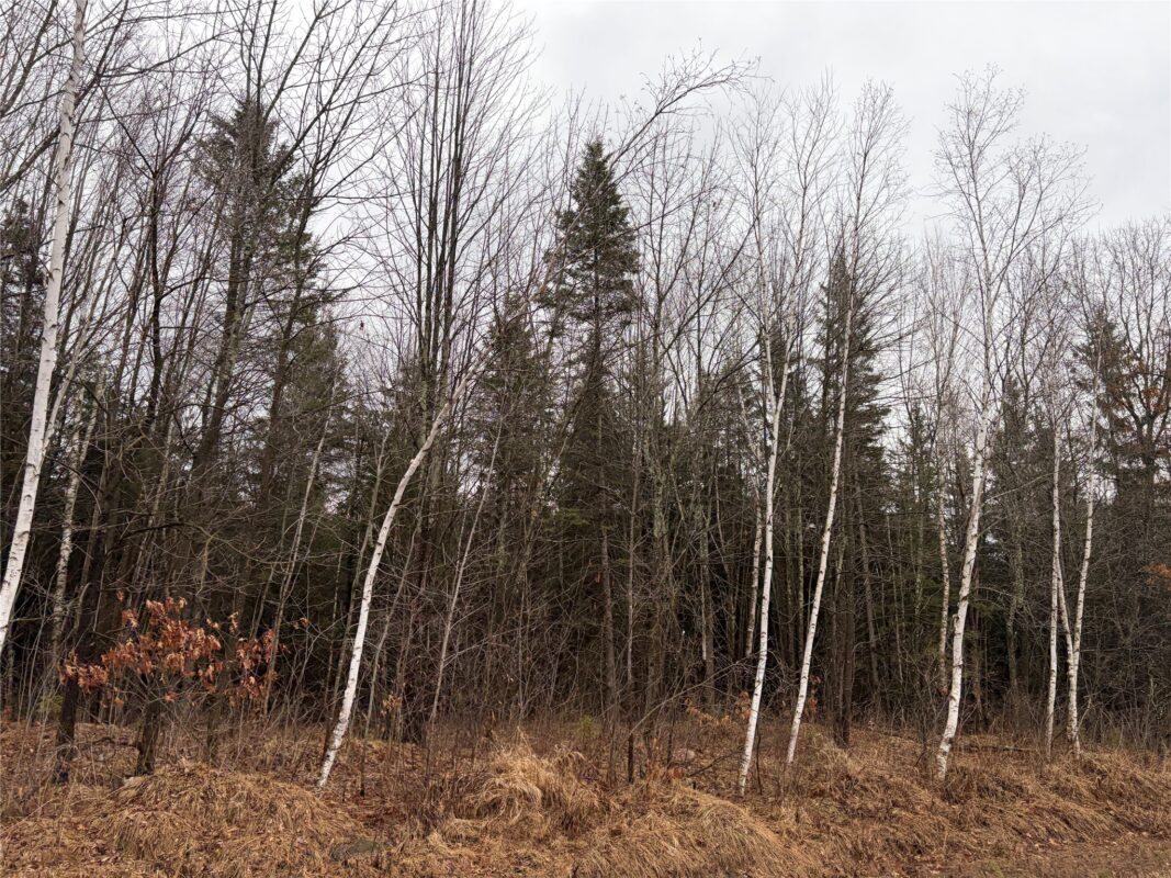 ON Sheep Camp Road, Ladysmith WI 54848 - Land house for sale - MLS #1599295 - image2