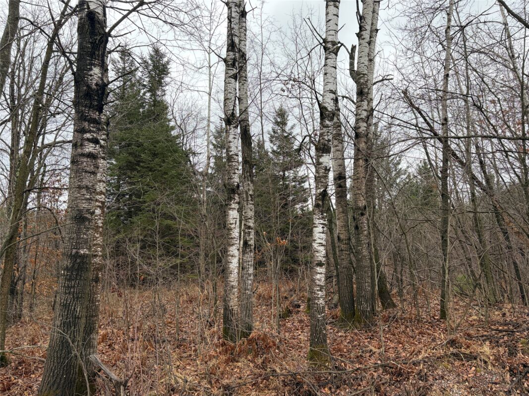 ON Sheep Camp Road, Ladysmith WI 54848 - Land house for sale - MLS #1599295 - image4