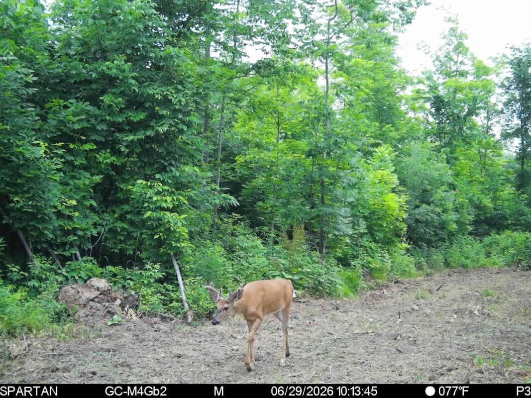 On County Road H, Radisson WI 54867 - Land house for sale - MLS #1603350 - image8