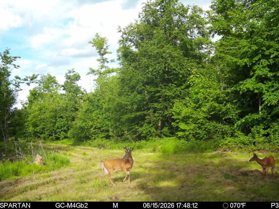 On County Road H, Radisson WI 54867 - Land house for sale - MLS #1603350 - image10