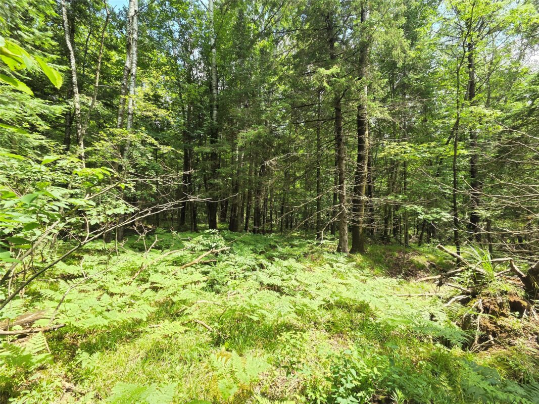 On Woodland Lane, Phillips WI 54555 - Land house for sale - MLS #1603047 - image4