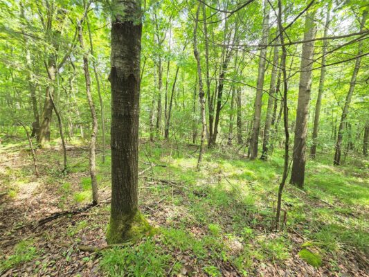 On Woodland Lane Phillips WI 54555