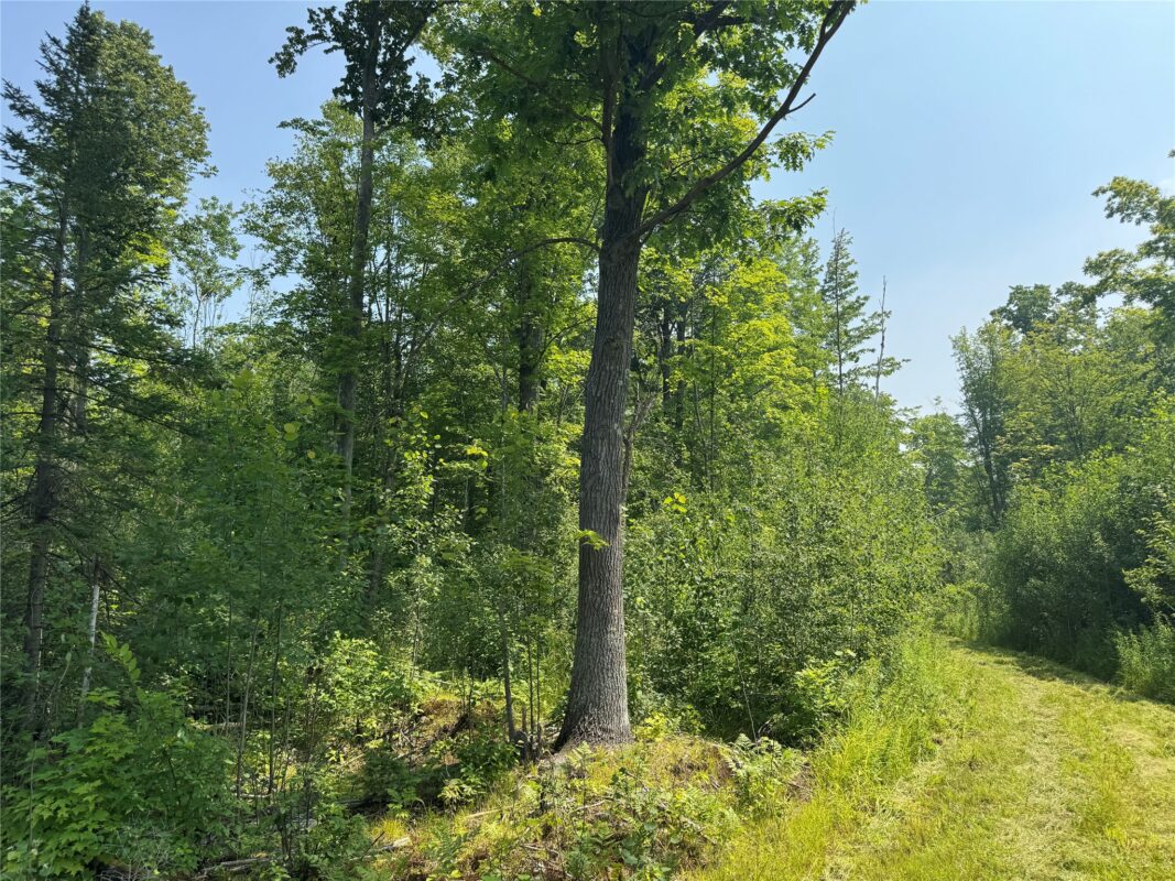 , Summit Lake WI 54485 - Land house for sale - MLS #1603386 - image7