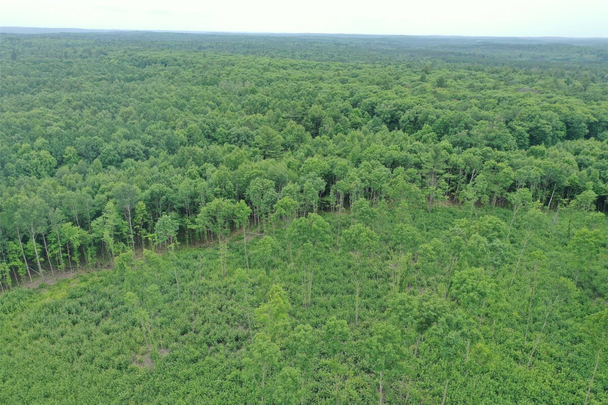 TBD Larsen Road, Hayward WI 54843 - Land house for sale - MLS #1597025 - image7