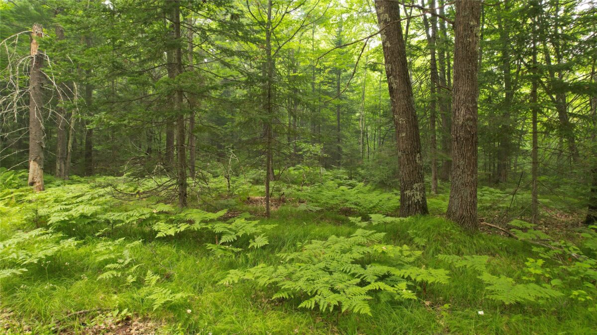 TBD Loop Road, Drummond WI 54832 - Land house for sale - MLS #1603326 - image3