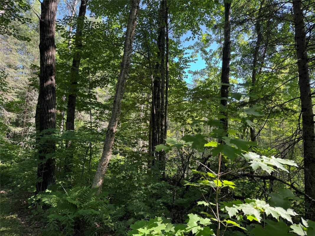 W10816 BERGMAN RD., Merrill WI 54452 - Land house for sale - MLS #1603520 - image31