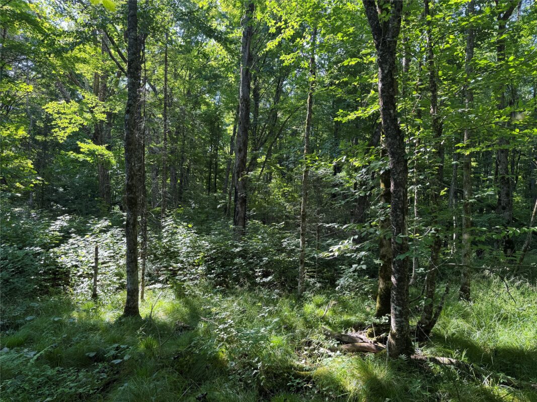W10816 BERGMAN RD., Merrill WI 54452 - Land house for sale - MLS #1603520 - image32