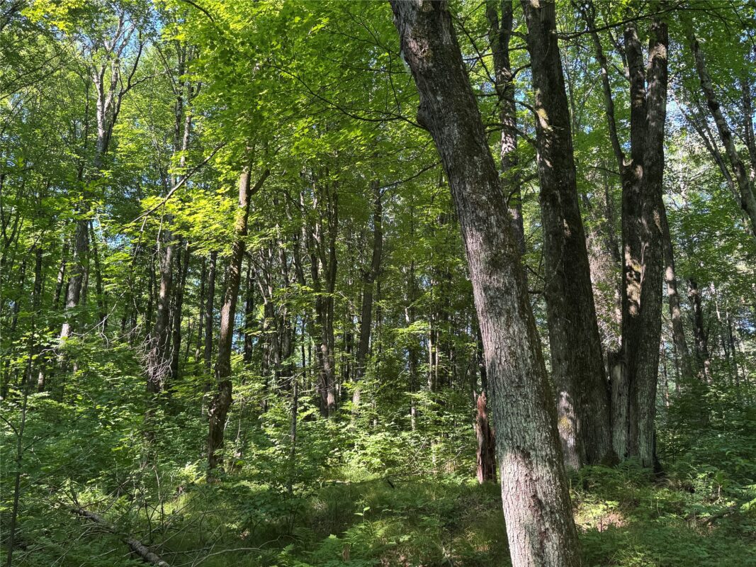 W10816 BERGMAN RD., Merrill WI 54452 - Land house for sale - MLS #1603520 - image33
