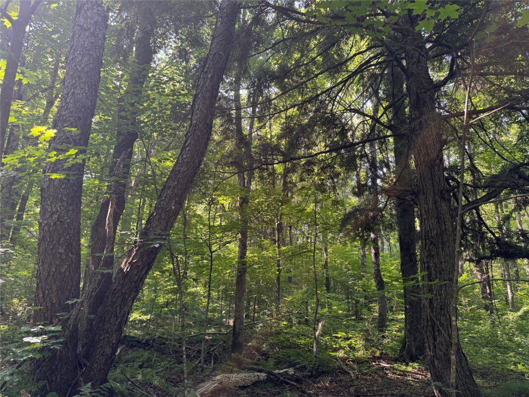 W10816 BERGMAN RD., Merrill WI 54452 - Land house for sale - MLS #1603520 - image36