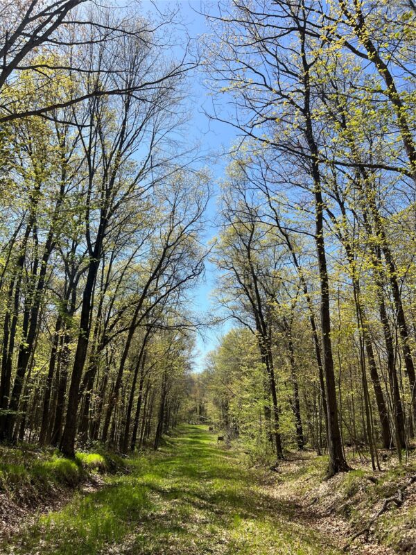 W6474 River Road, Trego WI 54888 - Land house for sale - MLS #1601245 - image14