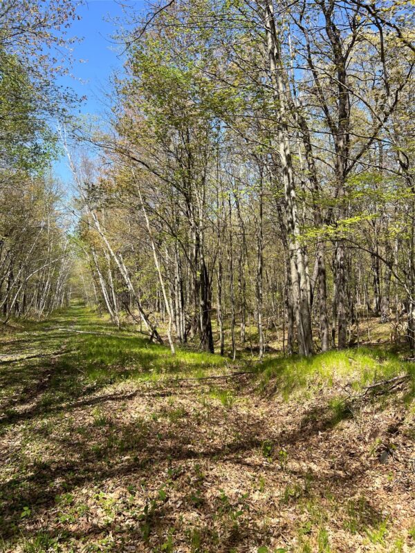 W6474 River Road, Trego WI 54888 - Land house for sale - MLS #1601245 - image21