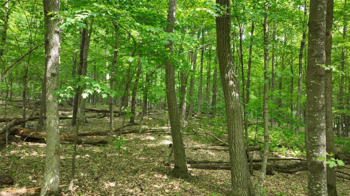 XX County Road Q, Downing WI 54734 - Land house for sale - MLS #1602322 - image11