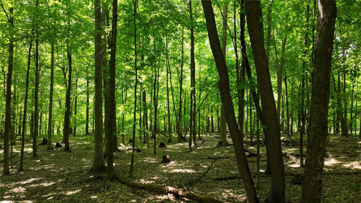 XX County Road Q, Downing WI 54734 - Land house for sale - MLS #1602322 - image12
