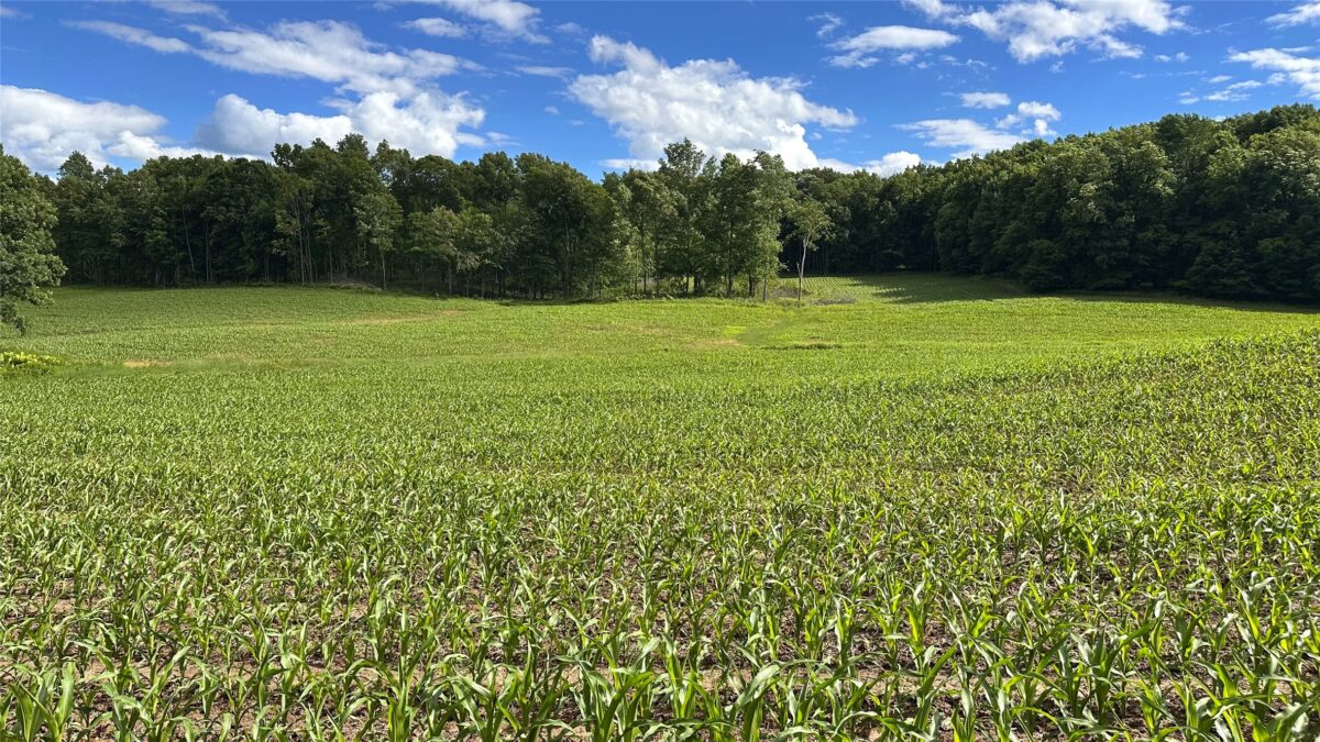 XX County Road Q, Downing WI 54734 - Land house for sale - MLS #1602322 - image45