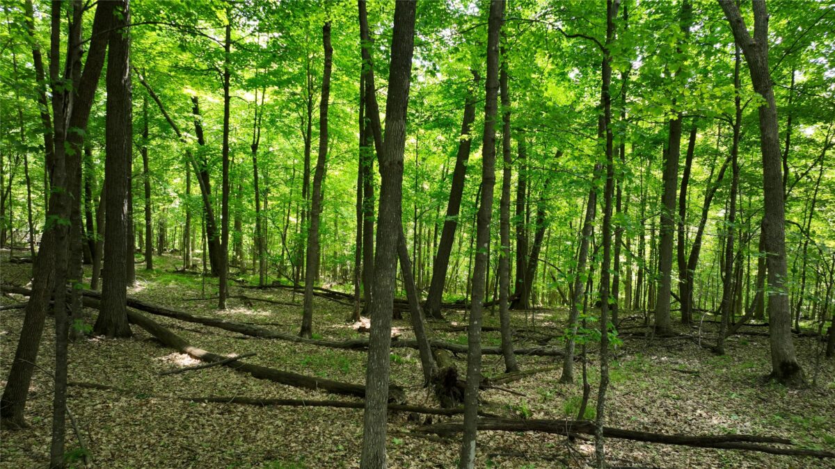 XX County Road Q, Downing WI 54734 - Land house for sale - MLS #1602322 - image7
