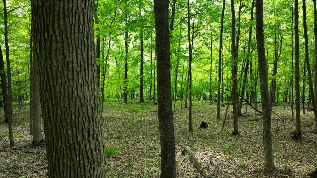 XX County Road Q, Downing WI 54734 - Land house for sale - MLS #1602322 - image8