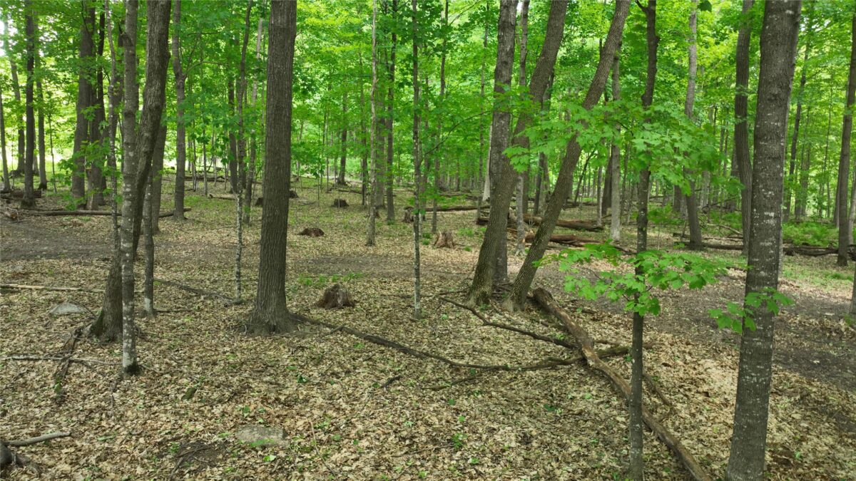 XX County Road Q, Downing WI 54734 - Land house for sale - MLS #1602322 - image9