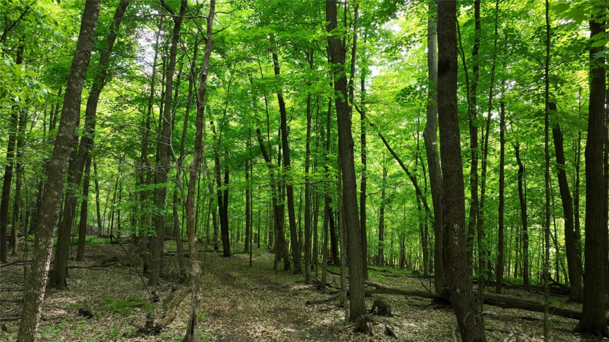 XX County Road Q, Downing WI 54734 - Land house for sale - MLS #1602322 - image10