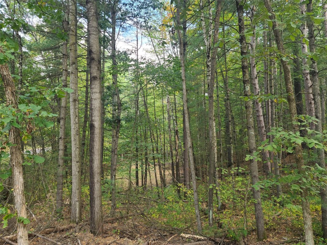 0 21 7/8 Street, Cameron WI 54822 - Land house for sale - MLS #1604295 - image8