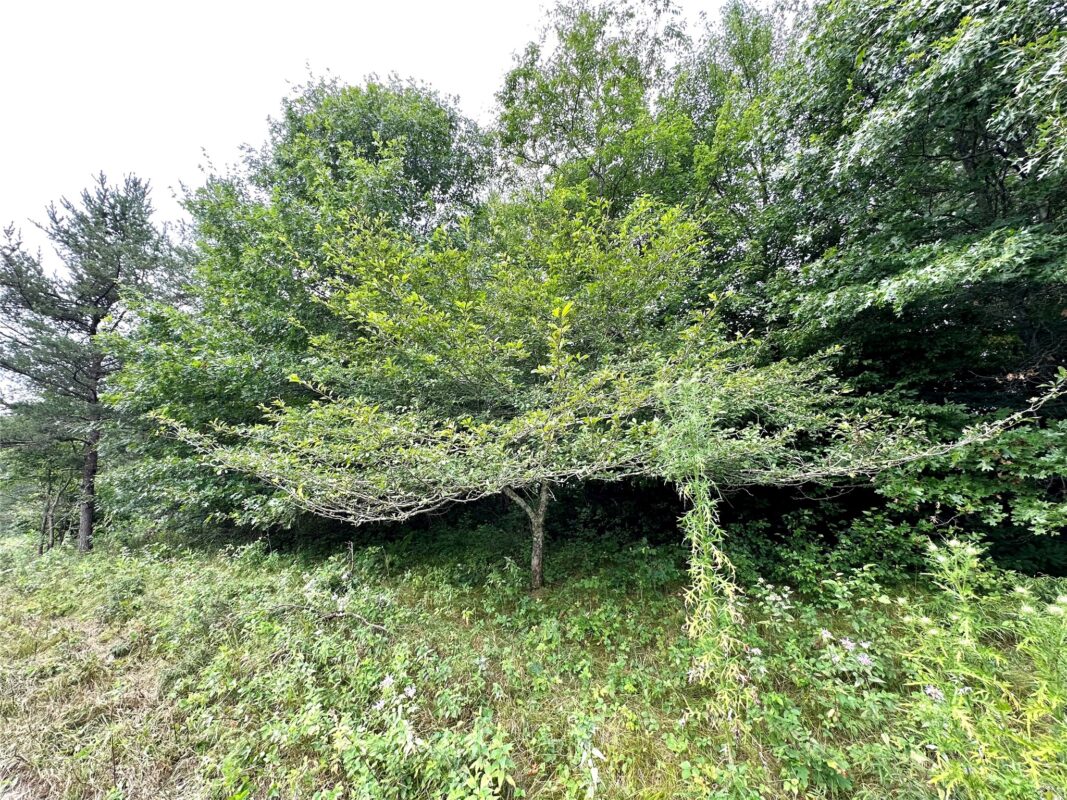 0 County Road N, Augusta WI 54722 - Land house for sale - MLS #1603727 - image6