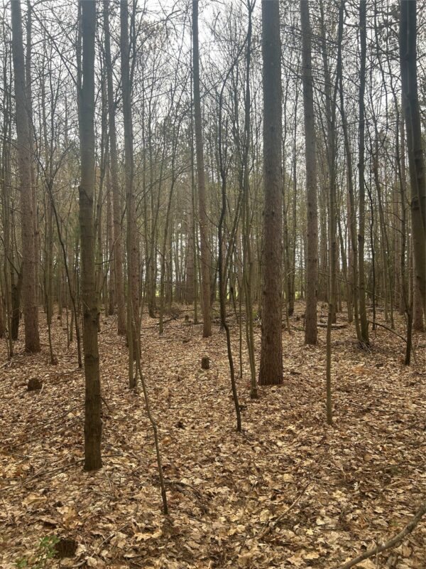 0 Nelson Road and WI-37, Mondovi WI 54755 - Land house for sale - MLS #1600320 - image16