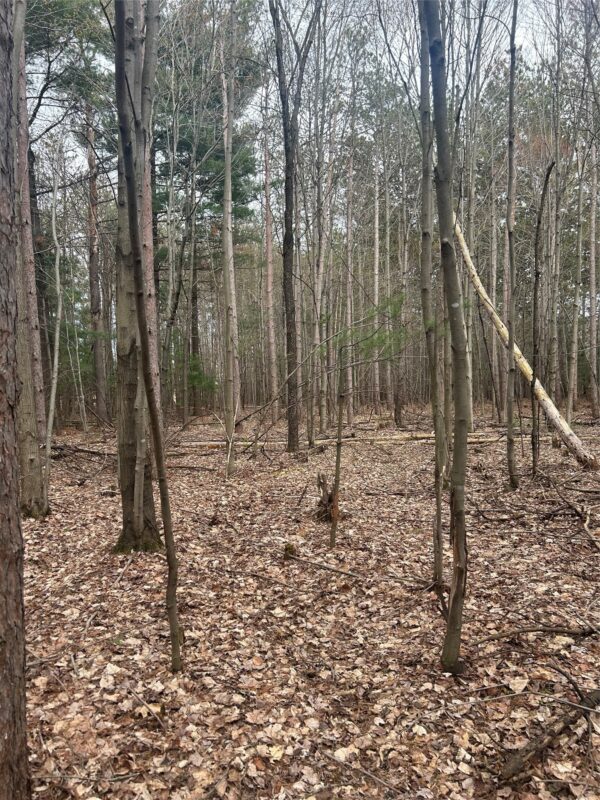 0 Nelson Road and WI-37, Mondovi WI 54755 - Land house for sale - MLS #1600320 - image17