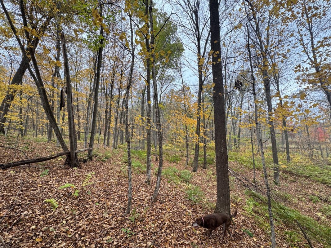 00 240th Street, Luck WI 54853 - Land house for sale - MLS #1603809 - image21