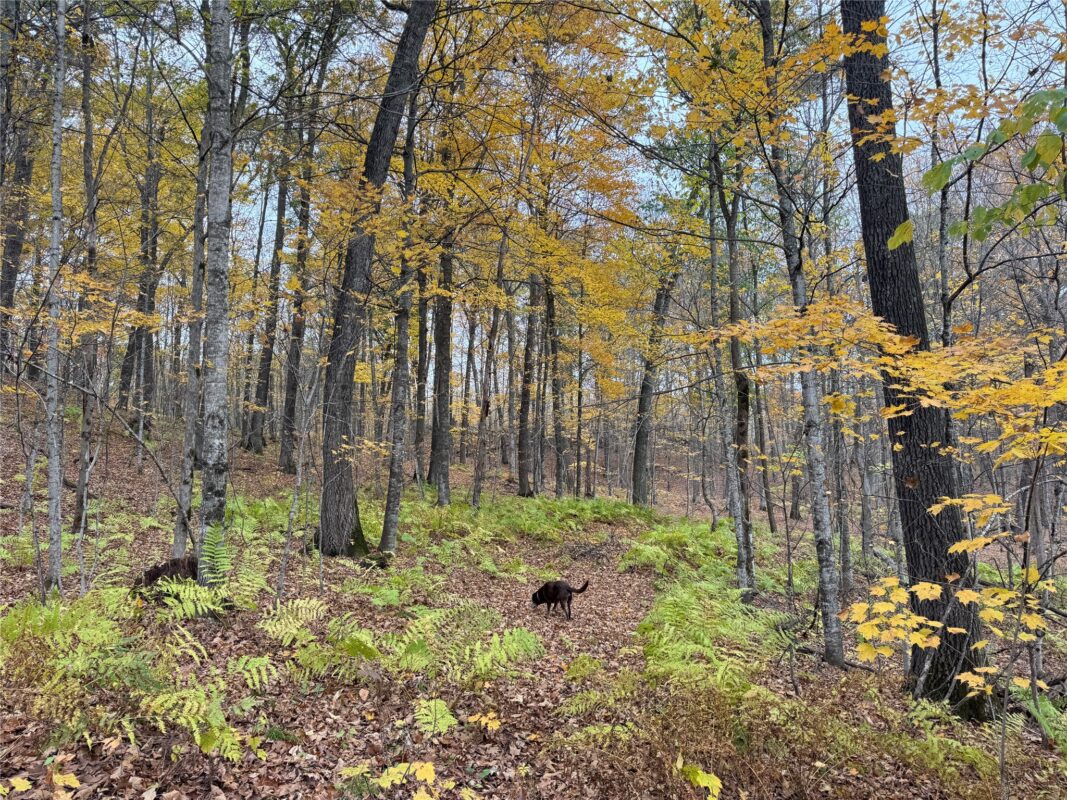 00 240th Street, Luck WI 54853 - Land house for sale - MLS #1603809 - image38