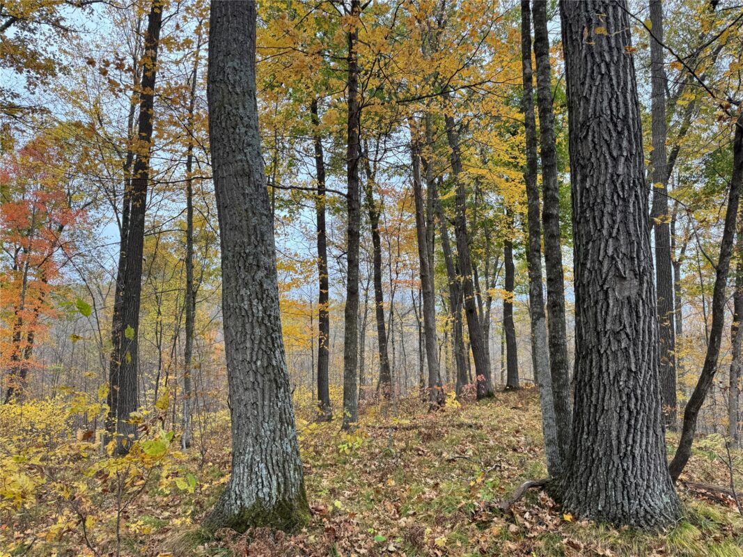 00 240th Street, Luck WI 54853 - Land house for sale - MLS #1603809 - image40
