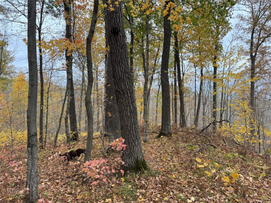 00 240th Street, Luck WI 54853 - Land house for sale - MLS #1603809 - image41
