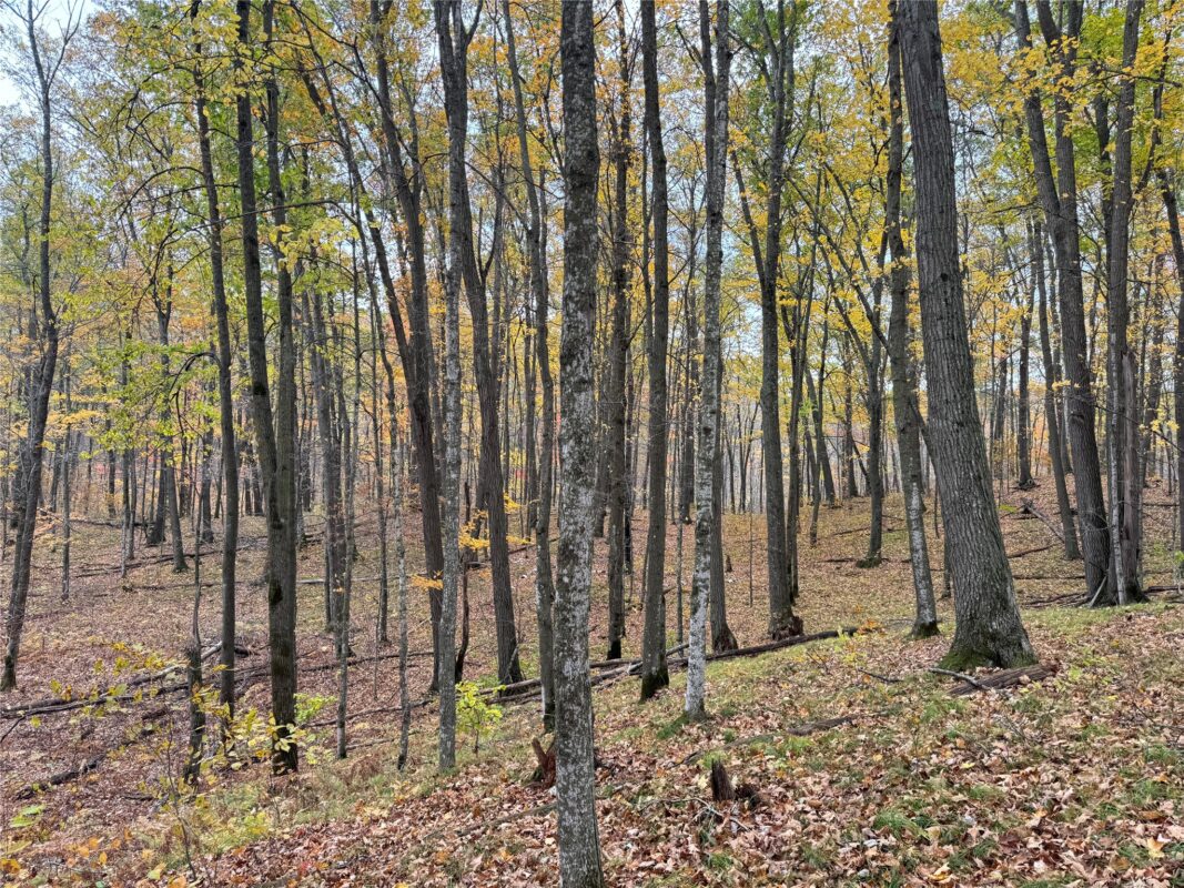 00 240th Street, Luck WI 54853 - Land house for sale - MLS #1603809 - image48