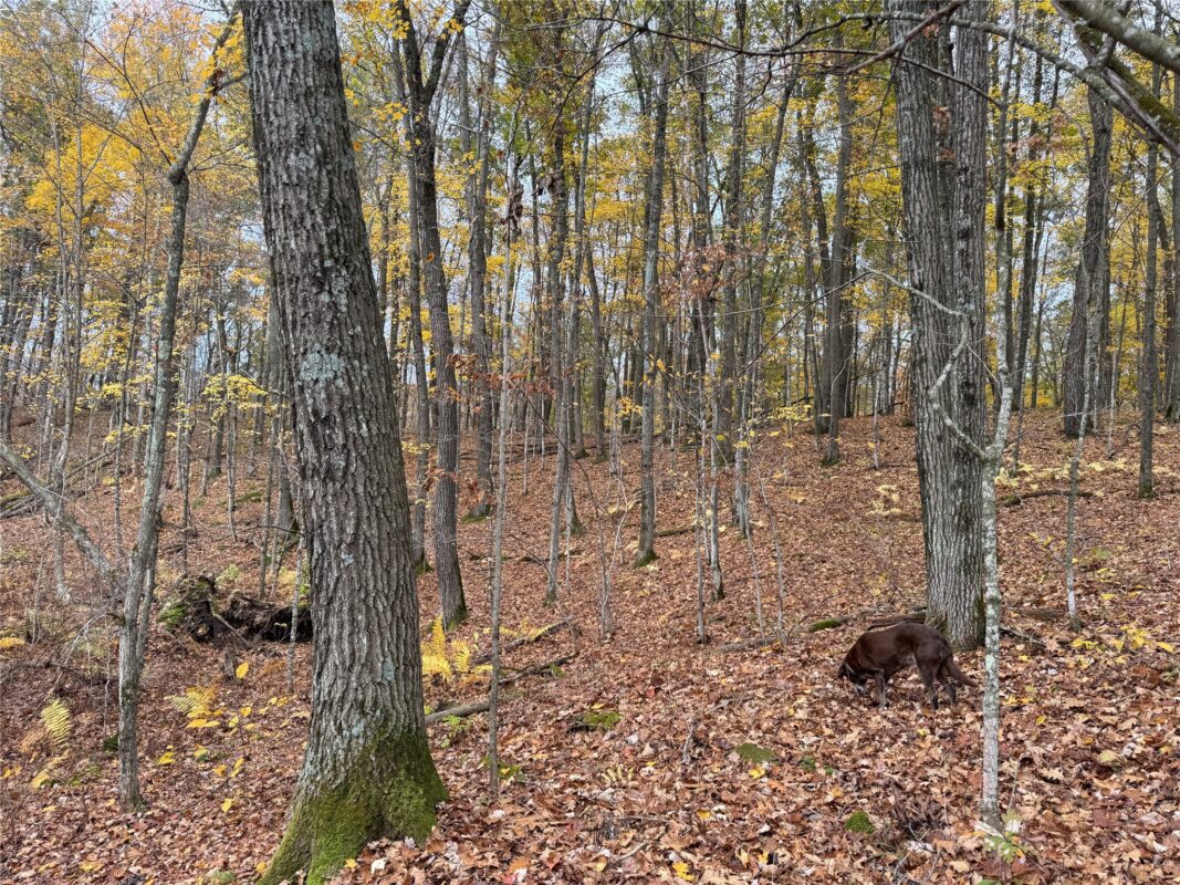 00 240th Street, Luck WI 54853 - Land house for sale - MLS #1603809 - image50
