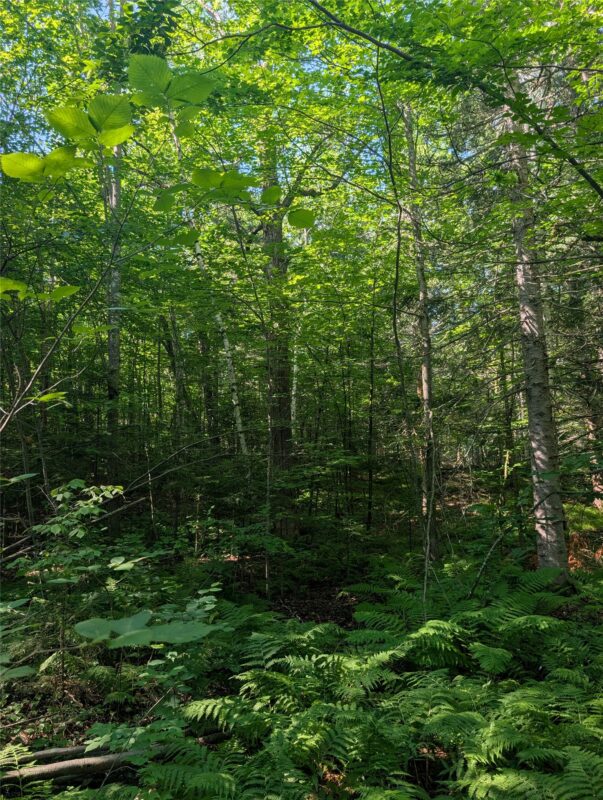 00 US Highway 63, grand view WI 54839 - Land house for sale - MLS #1601008 - image17