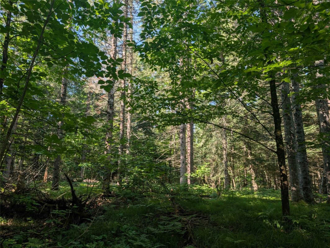 00 US Highway 63, grand view WI 54839 - Land house for sale - MLS #1601008 - image18